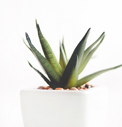 aloe vera en maceta